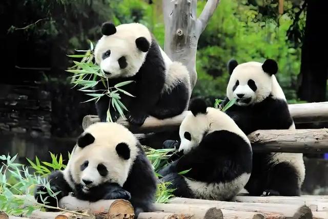 岸田文雄终于表态，中国第一时间就通告全球，期待的局面正在发生