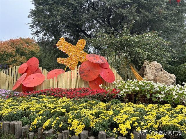 赏菊正当时！长春市百花园第三届金秋菊花展启幕