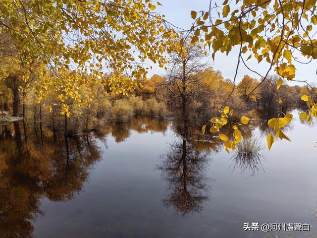 金塔胡杨林