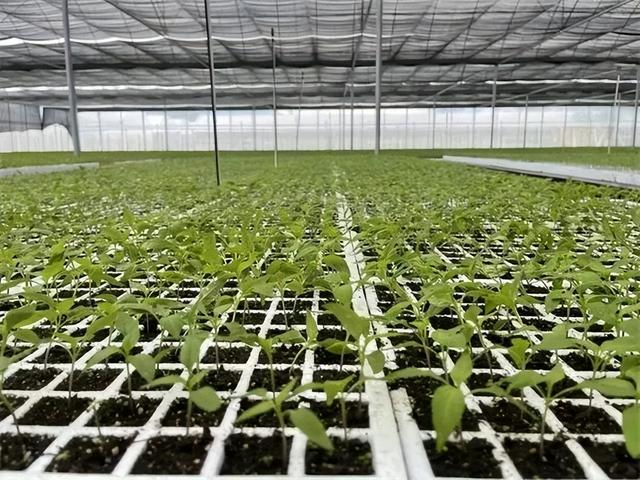 繁制全国6成蔬菜种子！为什么这里租金5000元/亩菜农也愿来种菜？