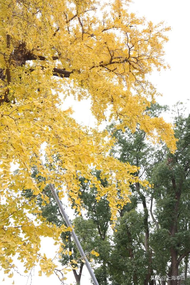 奉浦校园初冬美景大赏，你家娃的学校藏着这样的冬日浪漫