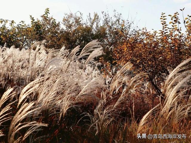 唐岛湾，美得如此满分！