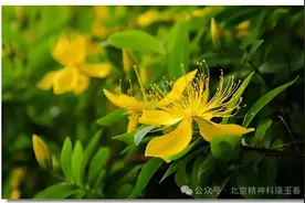 康玉春：这个天然“氟西汀”，用好了焦虑、抑郁、失眠绕着走！图片