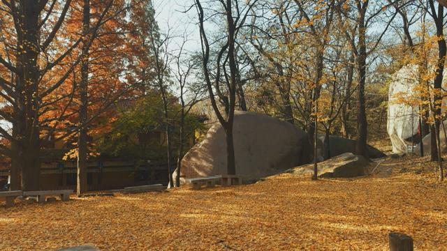 探平度：平度这里迎来最佳观赏期