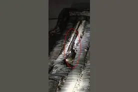 福建村民发现屋顶异响，3米长大蟒盘踞瓦片下，艰难抓捕还放生？图片