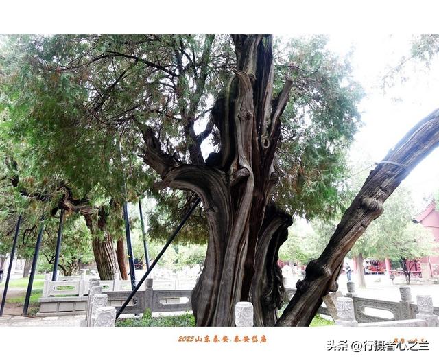 山东行游影记（307）—泰安岱庙（三）