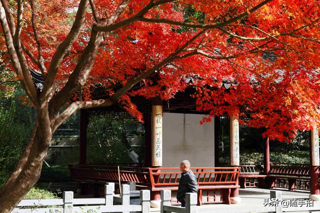 “枫”情万种，上海闵行红园枫叶色彩斑斓进入观赏季