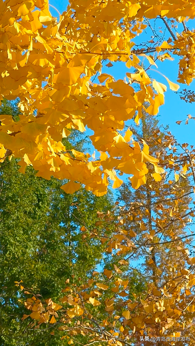 好！多！颜！色！啊！