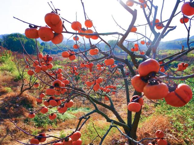 柴桑区新塘乡胡桥村：千亩柿红引客来