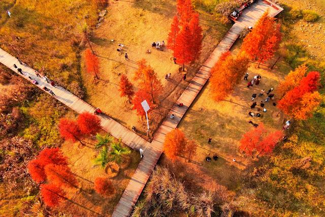 柳州龙湖公园的水衫红了!把冬天装扮得超美!你来打卡了吗?