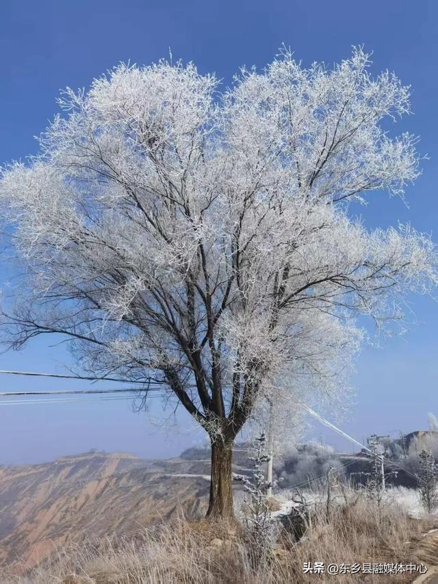 雪落东乡，把冬天写成了诗