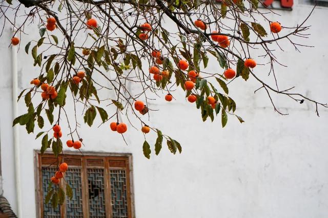 若你问深秋最该去哪里偷段闲？答案，就藏在黟县