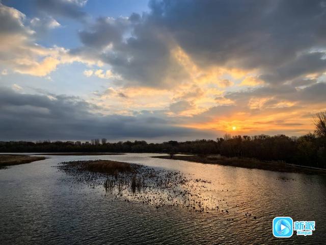 朝看芦苇夕望鸟，潍坊这里的冬日氛围感拉满！
