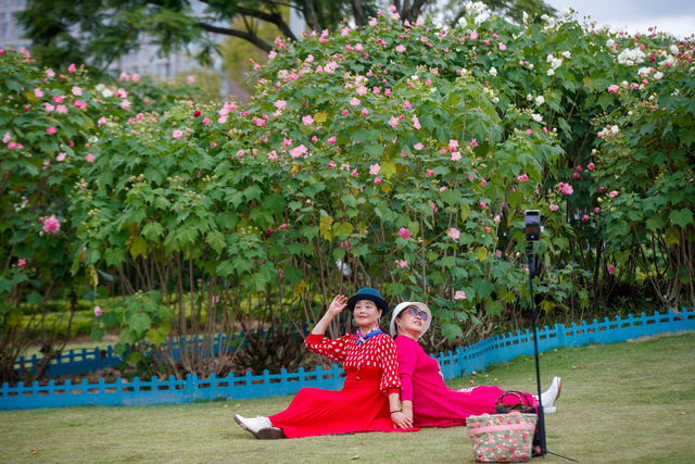 芙蓉花开醉蓉城，深秋美景胜似春