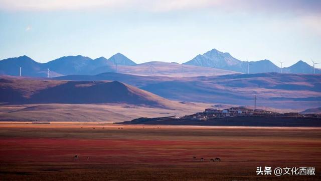 疯狂心动！哲古草原秋日限定景观，藏着西藏最野的浪漫！