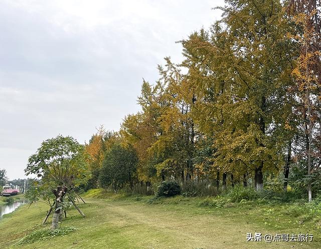 成都市区最大银杏林，金黄如海超壮观，不要门票，地铁公交直达！