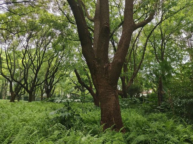 复兴岛上共青路，工业遗存赋新能