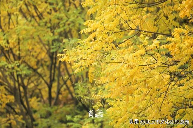 大降温后，青山最美冬景即将上线！