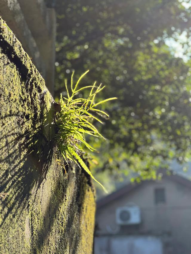 上天竺到云栖竹径，徒步9公里，感受一路秋意。