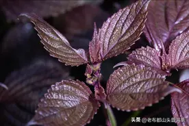 一株紫苏“五味药”，农村常见的紫苏，很多人低估了它的作用图片