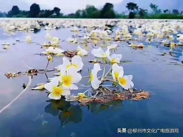 一个被严重低估的宝藏地！卸载48小时城市内卷，到鹿寨中渡加载山水与人间烟火