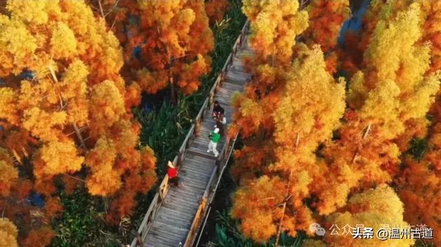 温州年度大片《红杉林》已经上映!随手一拍就是壁纸!