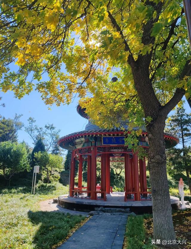 跟着小红书“秋日长椅三分钟”计划，打卡大兴限定秋色！点位——