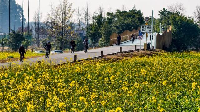 赏花何必等春！这个冬天，成都花儿都开men了→