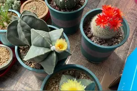 室内养仙人球，还得是这3个品种，开花容易花期长，关键还好养图片