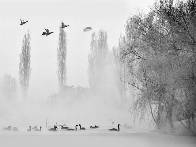 伊宁天鹅泉湿地公园：冬日里的生态诗画