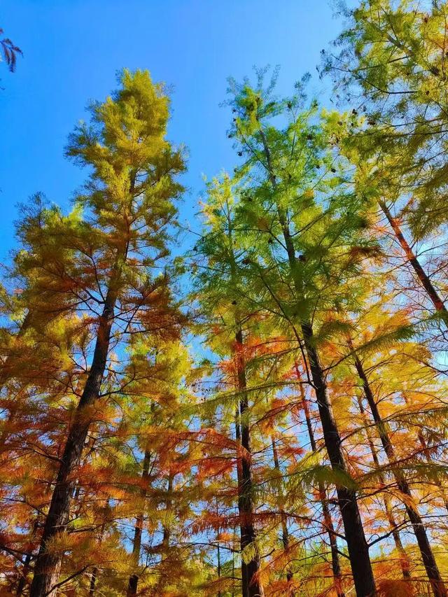 寻美薛城丨初冬池杉红！薛城森林公园五彩缤纷，美得令人心醉！