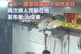 笑不活了！穿红色内裤被黑牛看见了！连顶2次，我却笑死在评论区图片