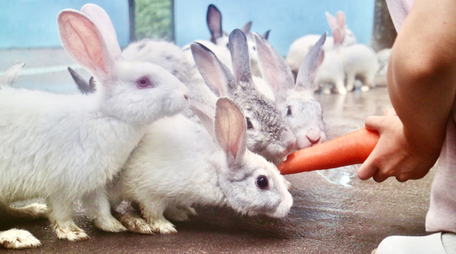 周末2大2小叹“森林秘境”度假地，吃住玩全了，汤泉萌宠…平靓正