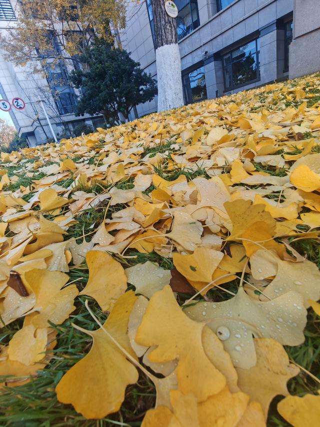 昆明市行政中心另一处，李世民种植银杏树的缩小版，赶快克