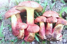 野生菌中毒事件警示：福州女子食用见手青后见到“小人跳舞”图片