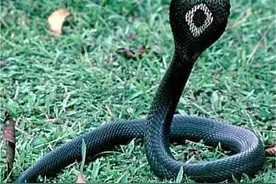 揭秘“牛奶蛇”，蛇国探秘40年我与蛇类交朋友图片