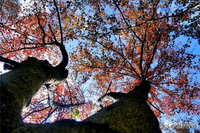 收好这份温州《红枫古道地图》，挑个好天气出门走走！