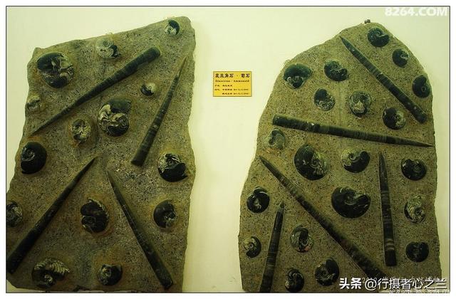 山东行游影记（35）—平邑天宇自然博物馆（十）