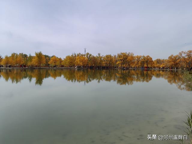 金塔胡杨林