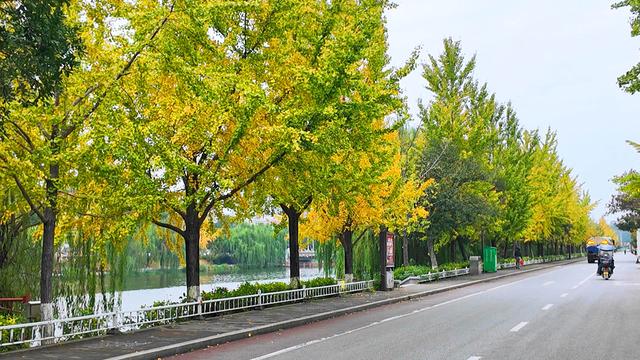 长安河两岸银杏披金甲 冬日盛景引市民纷至沓来