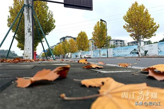 初冬限定美景！内江栖霞路梧桐刷屏