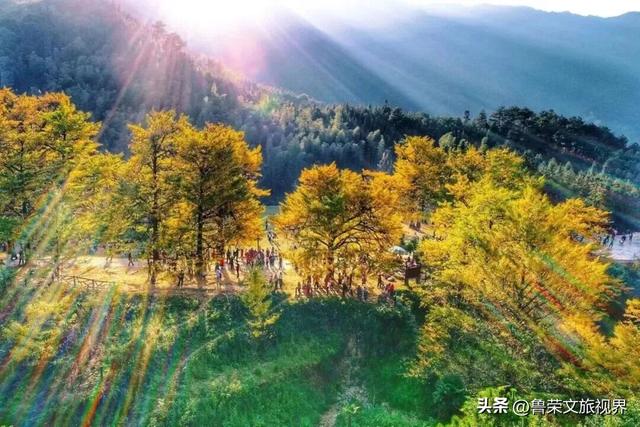 南方四境藏金秋：四大银杏秘境的温柔时光