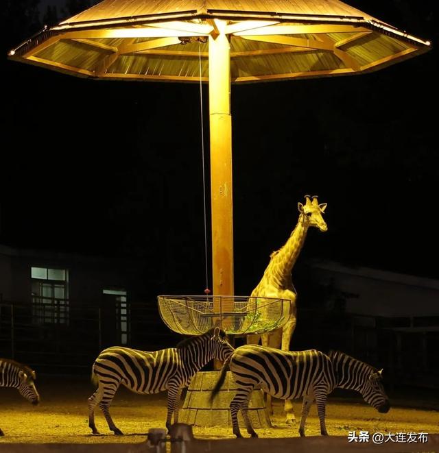 心动的信号！大连又上新