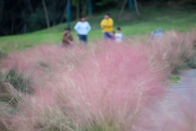 组图：深秋粉黛 邂逅城中小浪漫