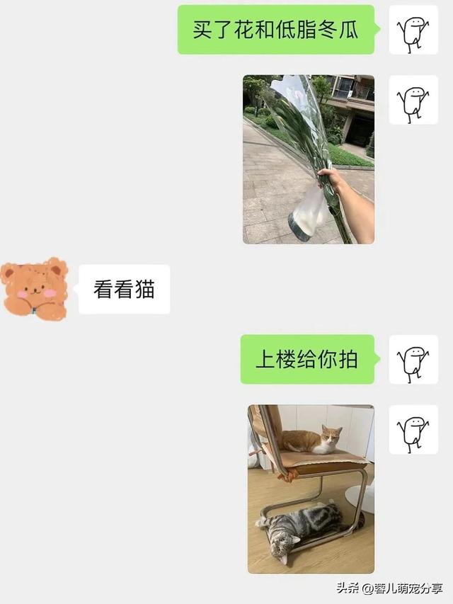 男子吐槽老婆是为了猫才和他结婚的，本来不信，结果哈哈笑喷了！