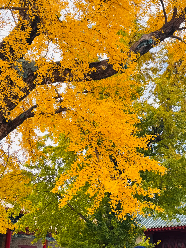 临沂此处天地一色，快来赴一场与金黄的约会吧！