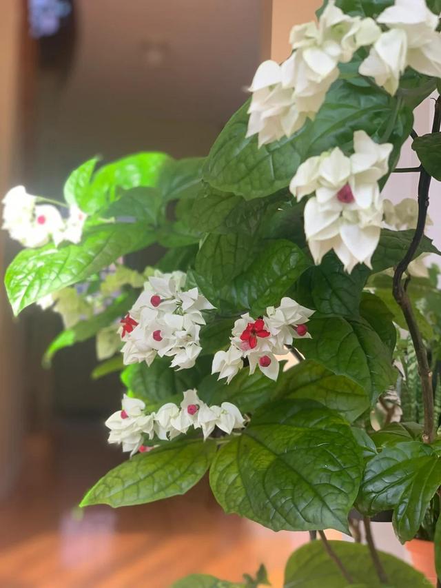 泉州一老街，有一株“龙吐珠”开成花墙，看到的人都直呼“太美”