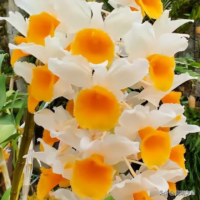 初冬出片C位！昆明这个地方必须榜上有名，周末抓紧冲~