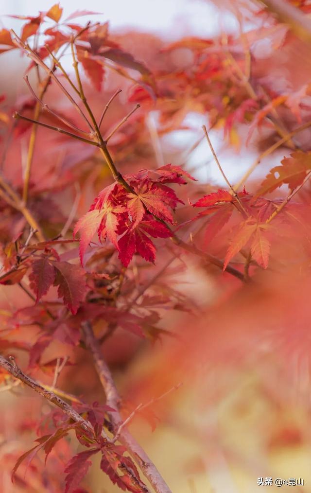 久等了！红透啦！