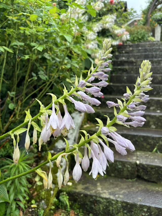 雨中游雕刻之森美术馆